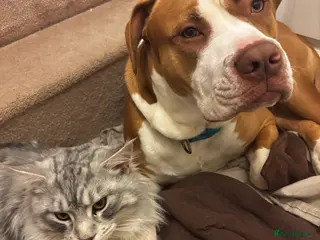 Mixed Breed dogs Rocky looking for new home - Advert 1