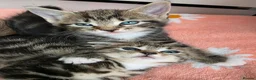 Mixed Breed cats for sale: 🔹️🔹️Lovely Kittens🔹️🔹️Ragdoll x domestic cat.  - Advert 12