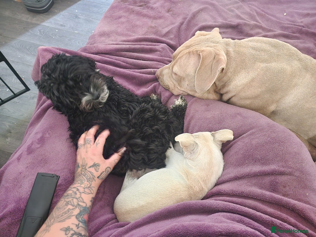 Cockapoo dogs for sale: Female Cockapoo  - Image 13