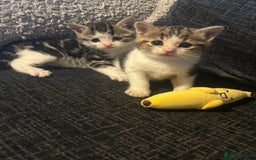 American Shorthair cats for sale: American shorthair x Turkish van kittens  - Image 33