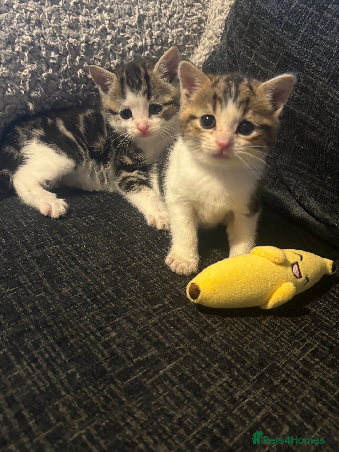 American Shorthair cats for sale: American shorthair x Turkish van kittens  - Image 33