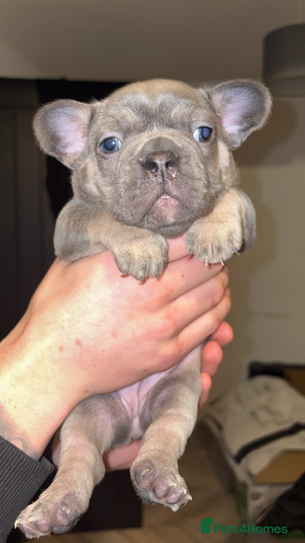 French Bulldog dogs ✨2 beautiful French bulldogs✨ - Advert 20