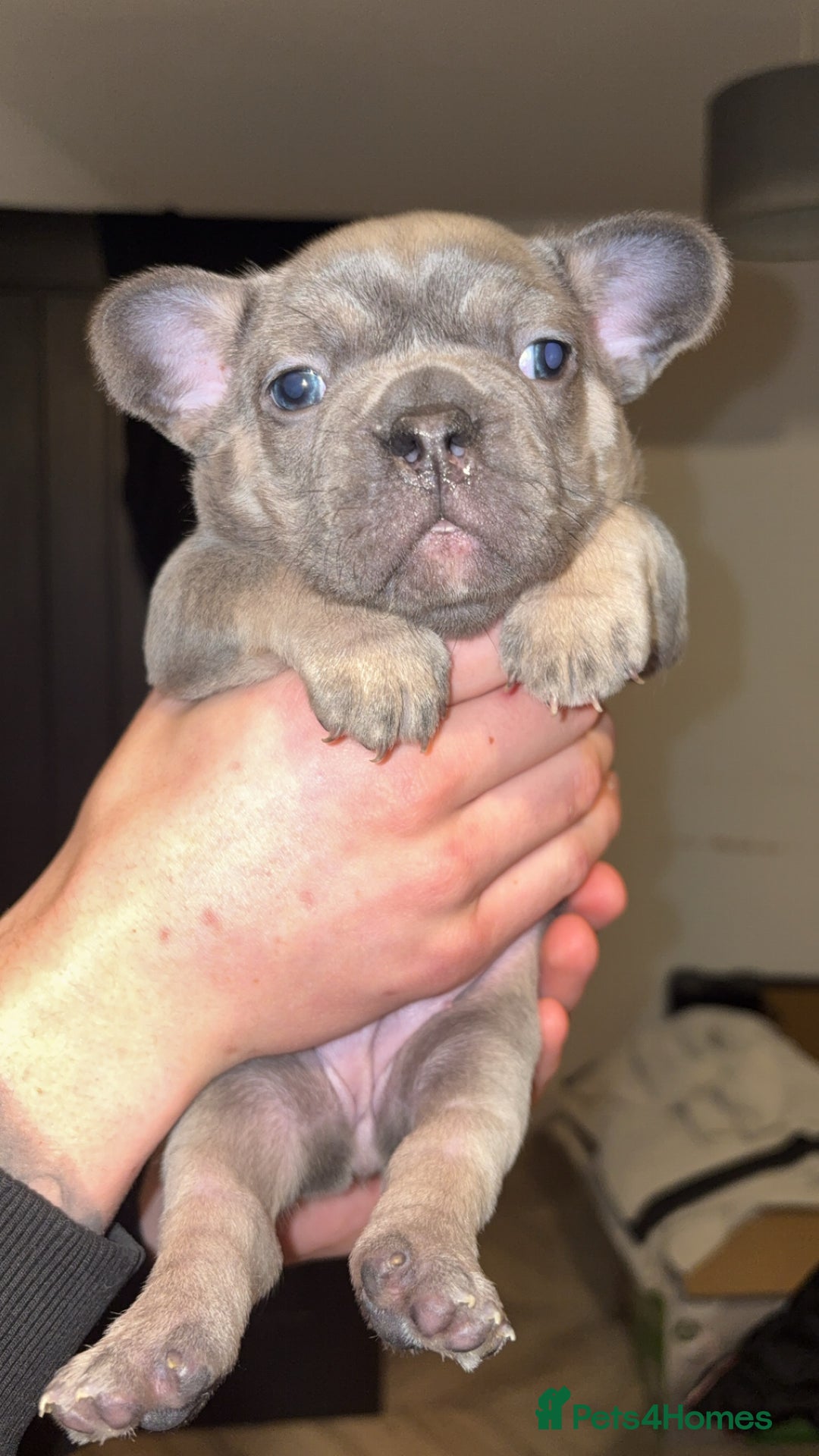 French Bulldog dogs for sale: ✨2 beautiful French bulldogs✨ - Advert 1