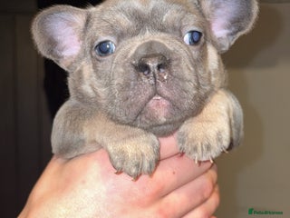 French Bulldog dogs ✨2 beautiful French bulldogs✨ - Advert 19