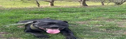 Staffordshire Bull Terrier dogs for sale: Staffordshire bull terrier 1 year old  in Chelmsford - Advert 3