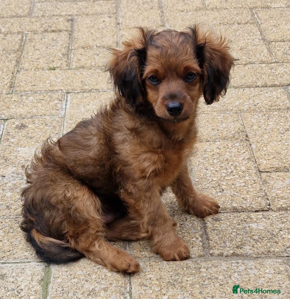 Cavapoochon dogs Last Cavapoochon Boy Pup - Advert 3