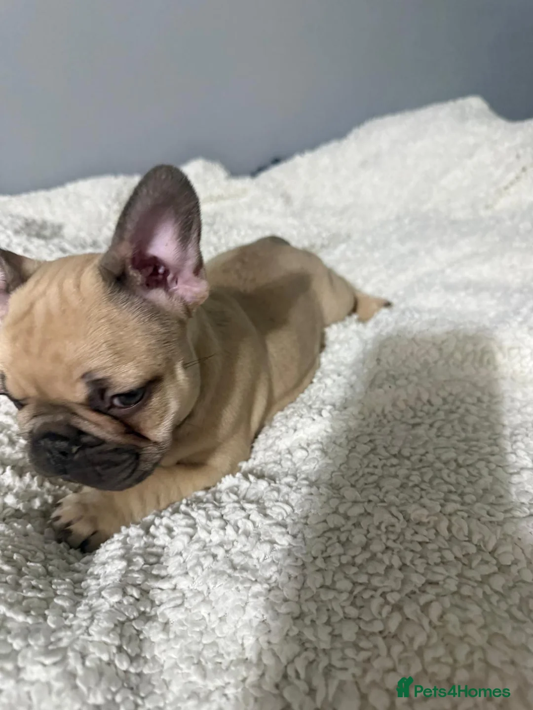 French Bulldog dogs for sale: 🐾 Merle French Bulldog Puppies 🐾 in Aberdeen - Advert 10