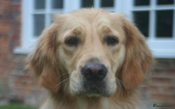 Golden Retriever dogs for sale: Golden Retriever Puppies for Sale - Image 6