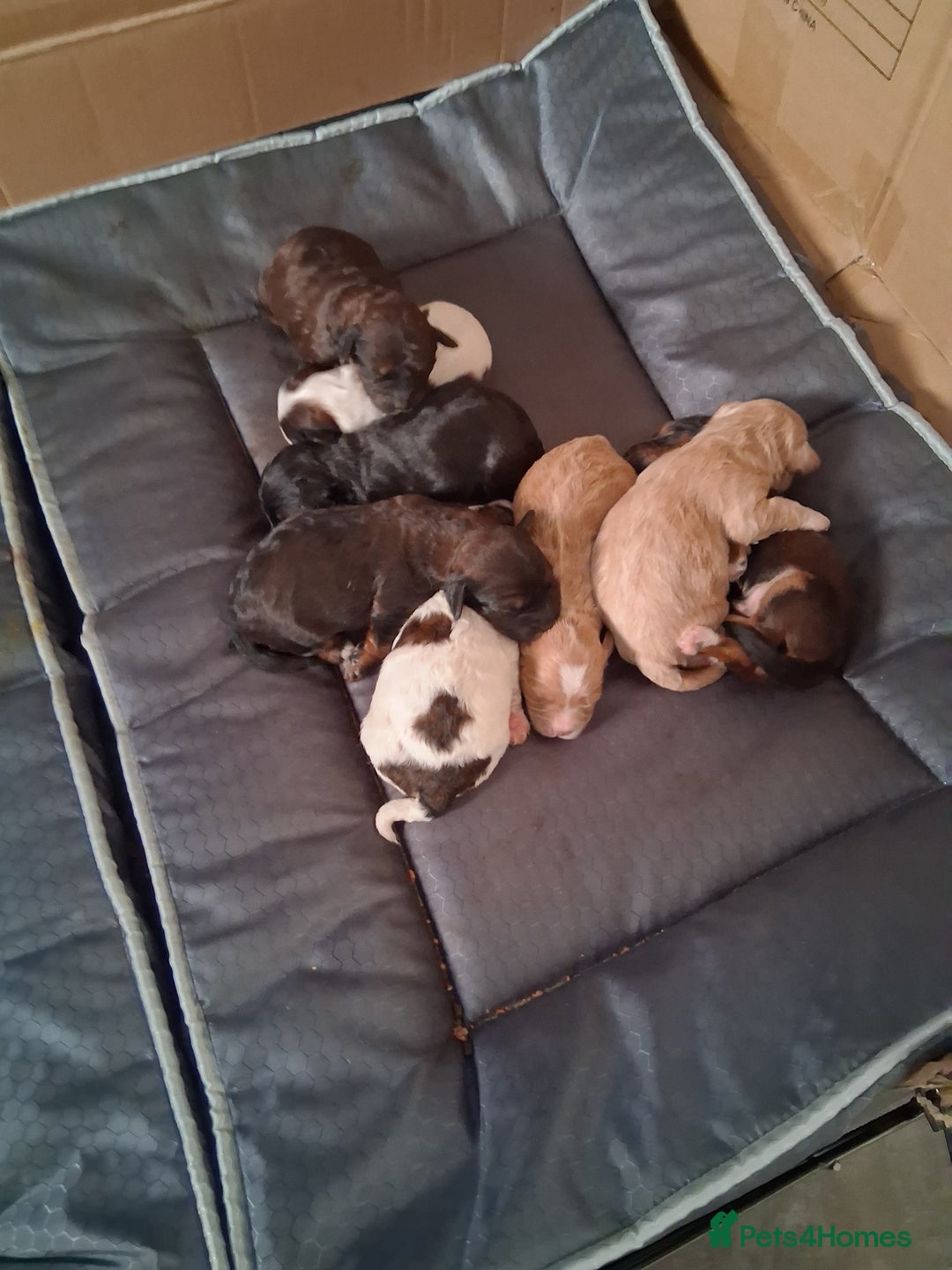 Mixed Breed dogs for sale: Cockapoo/Shitzu Puppies for sale  - Advert 8