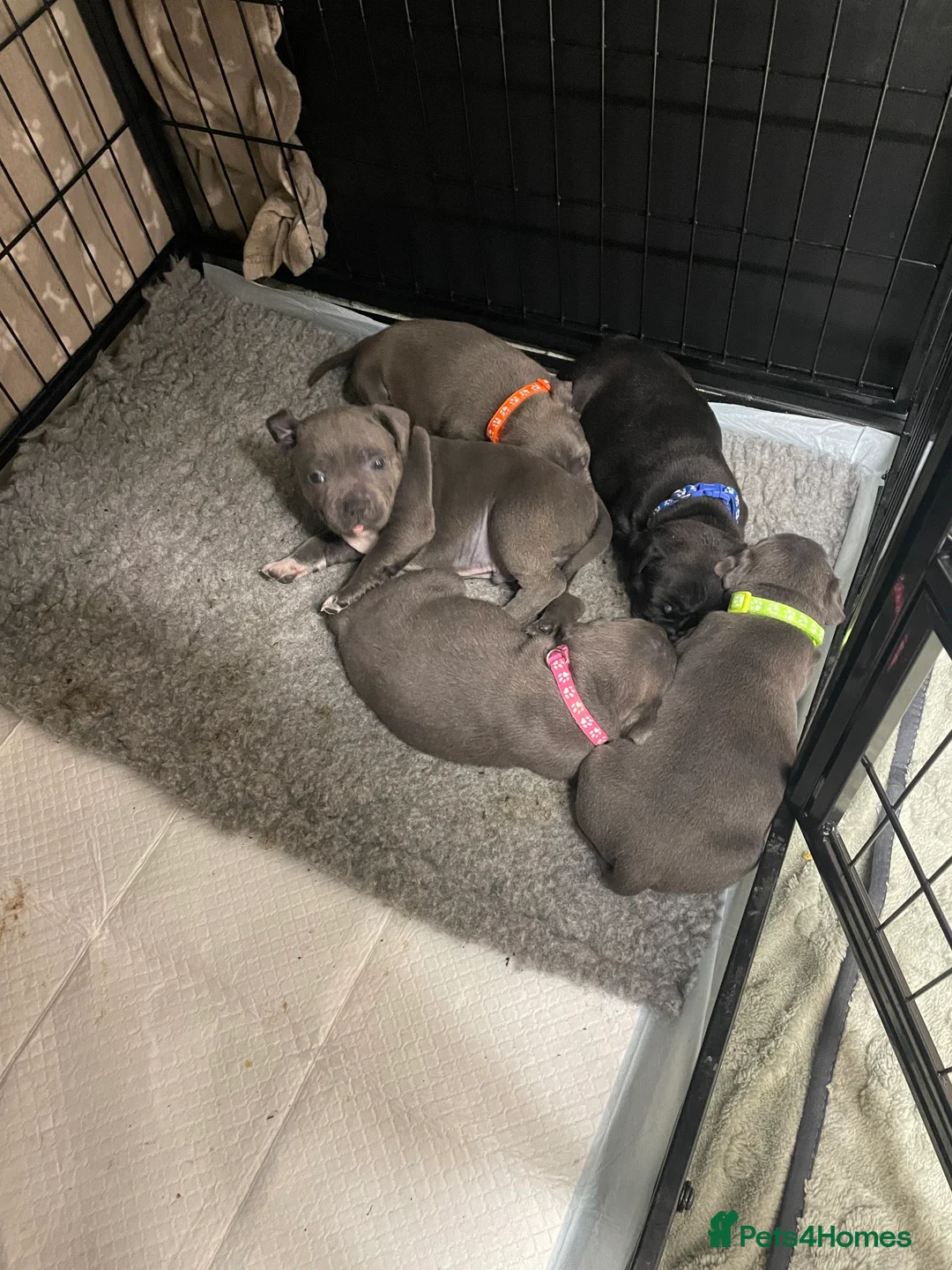 Staffordshire Bull Terrier dogs for sale: Amazing pups for sale  in Nuneaton - Advert 5