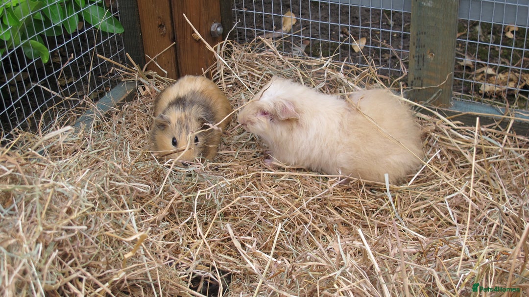 Guinea Pig rodents for sale: beautiful male guinea pigs - Image 3