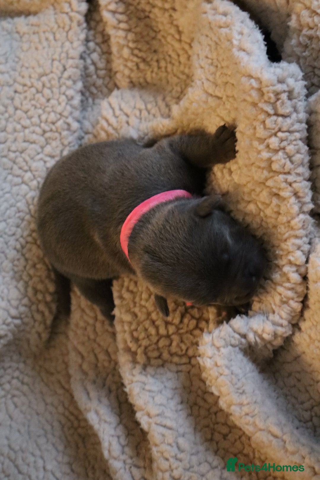 Staffordshire Bull Terrier dogs for sale: 6 blue Staffordshire bullterrier puppies for sale  - Advert 18