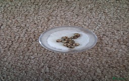 Stick Insects invertebrates for sale: Macleays spectre stick insect eggs  - Image 3