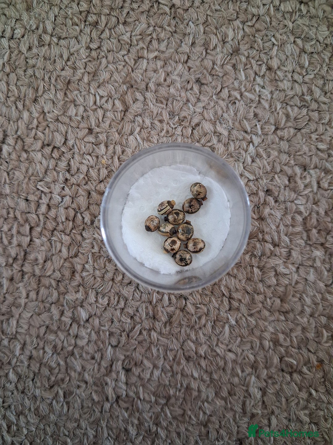 Stick Insects invertebrates for sale: Macleays spectre stick insect eggs  - Image 3