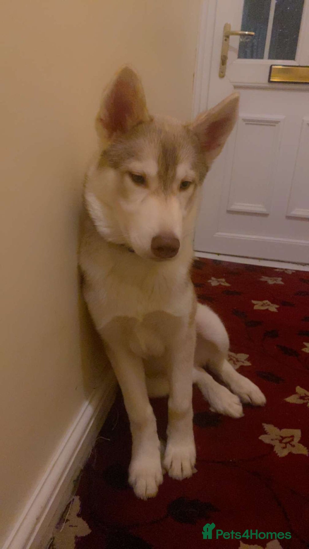 Siberian Husky dogs for sale: Siberian husky koda - Advert 2
