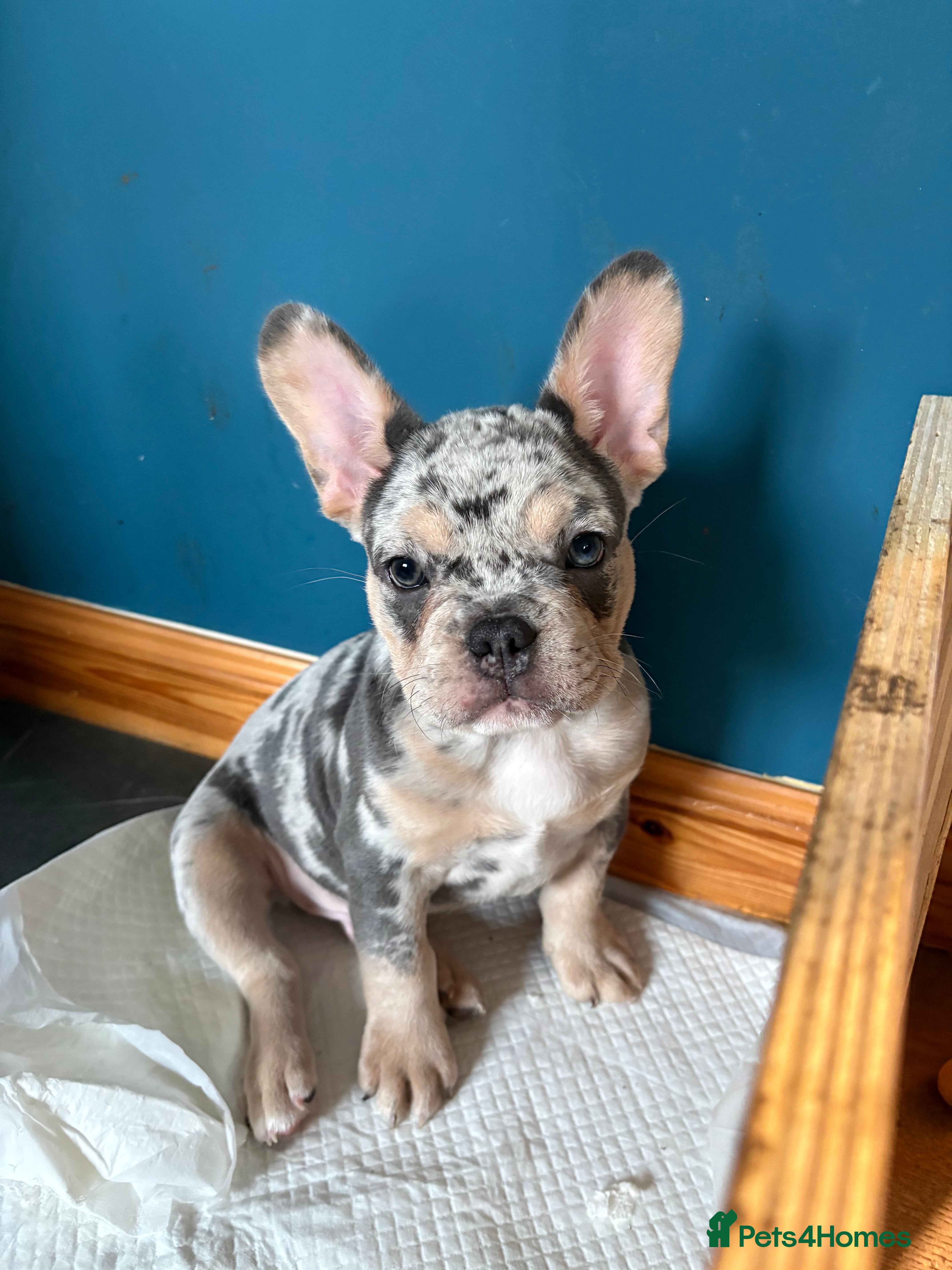 French Bulldog dogs *REDUCED*❤️‍🔥 - Advert 14