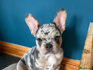 French Bulldog dogs *REDUCED*❤️🔥 - Advert 14