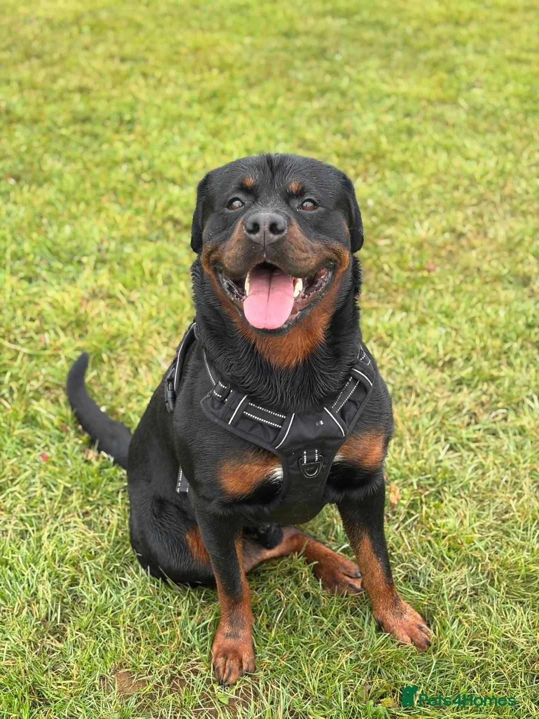 Rottweiler dogs for stud: Pure Pedigree Rottweiler Stud in Coventry - Advert 7