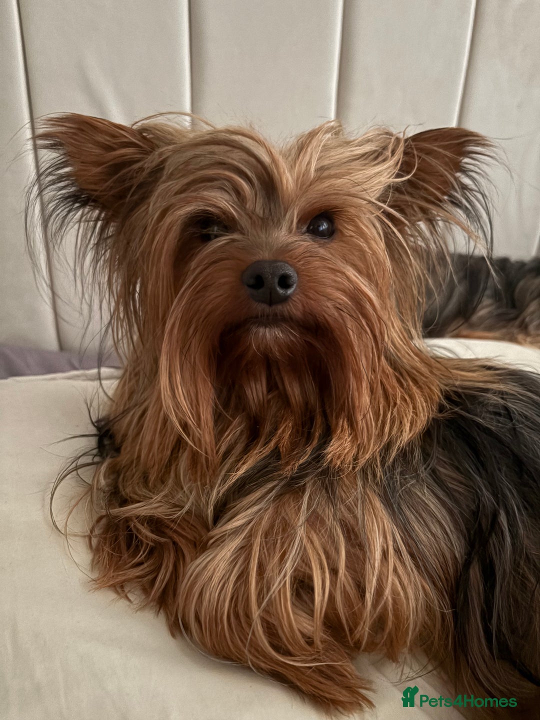 Yorkshire Terrier dogs for stud: Toy Yorkshire terrier boy stud  - Image 4