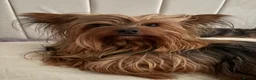Yorkshire Terrier dogs for stud: Toy Yorkshire terrier boy stud  - Advert 4