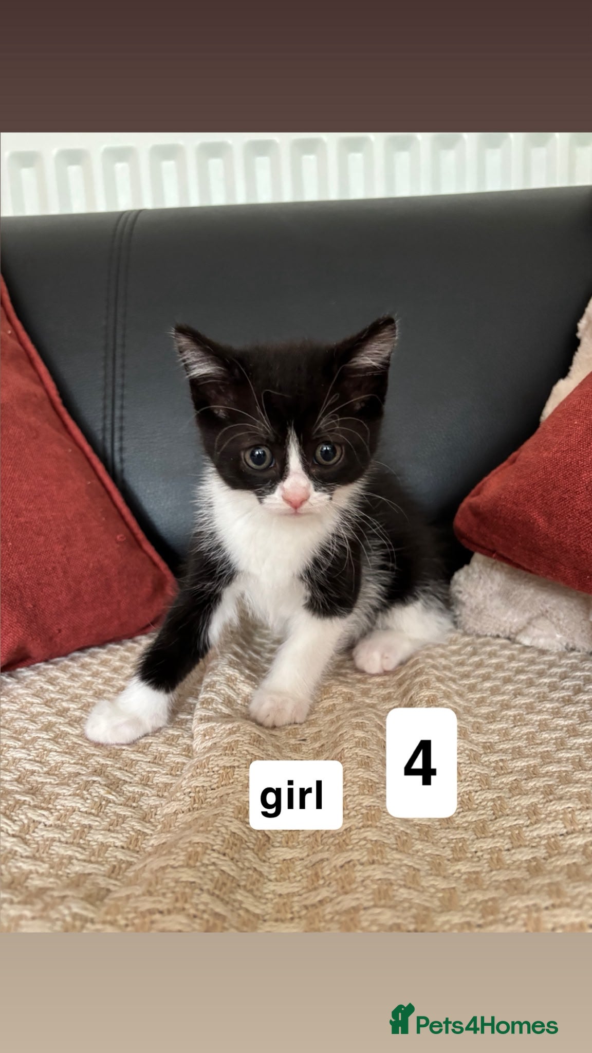 Mixed Breed cats for sale: Adorable Kittens Looking for Loving Homes  - Advert 3