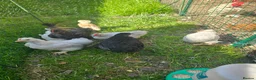 Chickens poultry for sale: Bantams, silkie, Polish chicks - Advert 4
