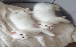 Ragdoll cats for sale: Beautiful GCCF lilac and Cream Point kittens - Image 34