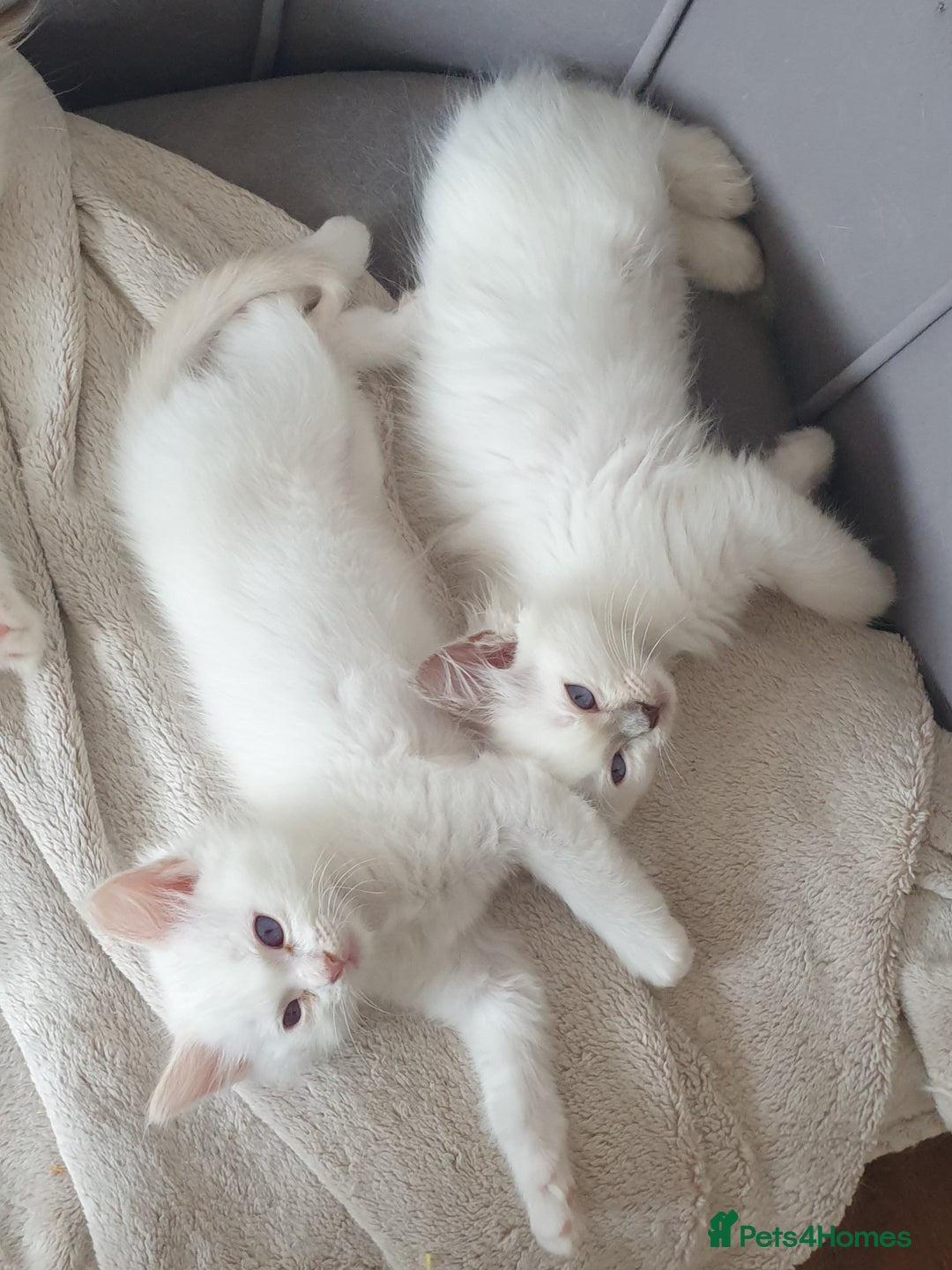 Ragdoll cats for sale: Beautiful GCCF lilac and Cream Point kittens - Image 34