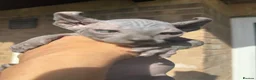 Sphynx cats for sale: Stunning sphinx kittens ready now - Advert 16