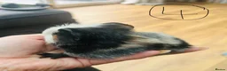 Guinea Pig rodents for sale: We have two litters of guinea pigs - Advert 15