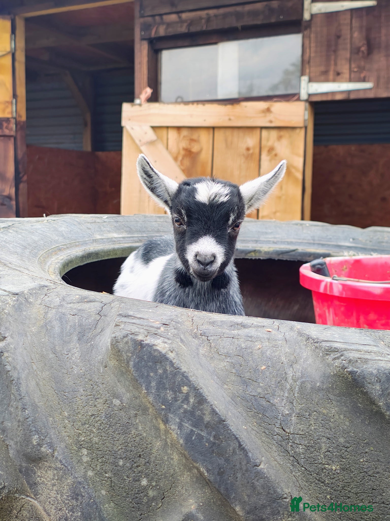 Goats livestock for sale: Pygmy goats kids - Advert 1