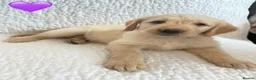 Labradoodle dogs for sale: Stunning Labradoodle puppies - Advert 2