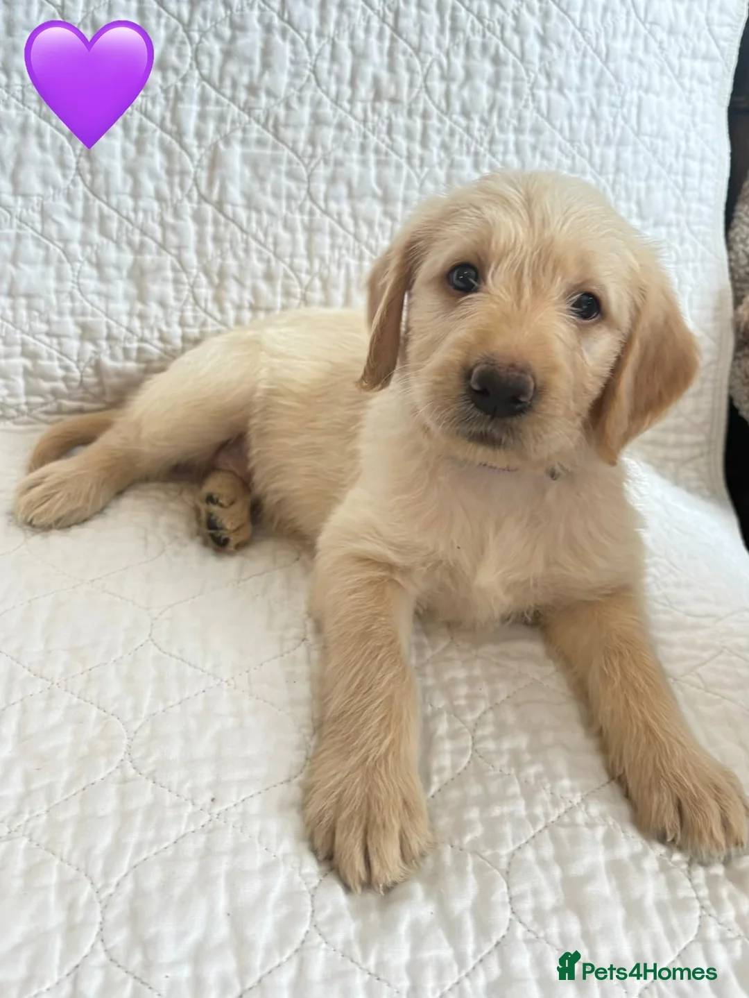 Labradoodle dogs for sale: Stunning Labradoodle puppies - Advert 2