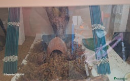 Leopard Gecko reptiles for sale: Leopard gecko with full setup for sale  - Image 5