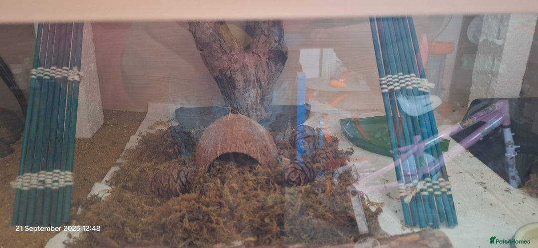 Leopard Gecko reptiles for sale: Leopard gecko with full setup for sale  - Image 5