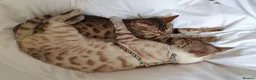 Bengal cats for sale: Pure Bengal breed - 3 girls left  - Advert 7