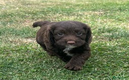Cockapoo dogs for sale: Stunning F1b petite Cockerpoos.  - Image 11