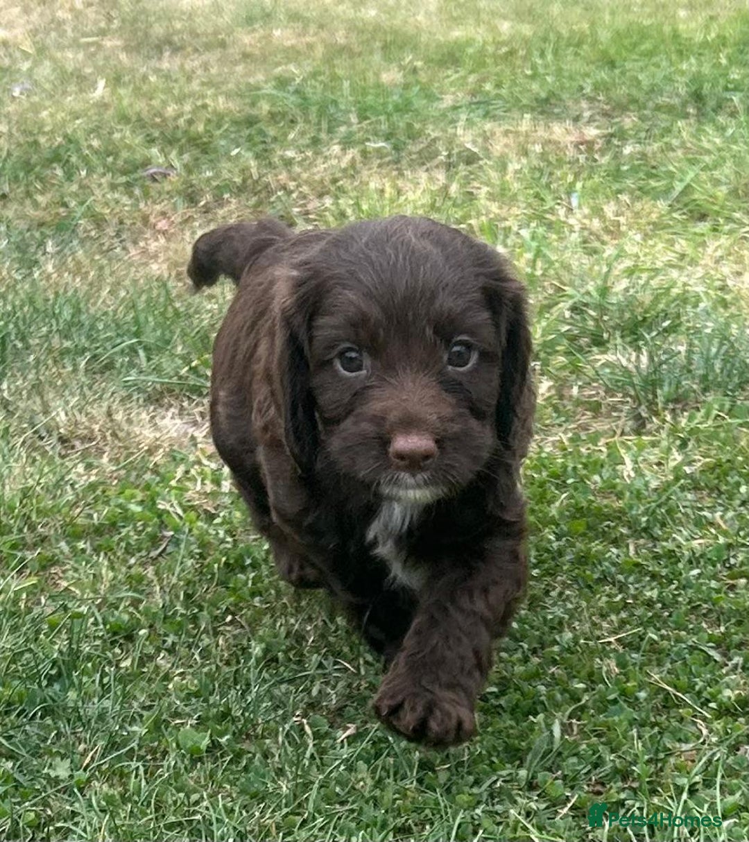 Cockapoo dogs for sale: Stunning F1b petite Cockerpoos.  - Image 11