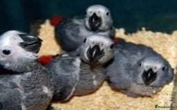 Parrots birds for sale: 12w Hand reared Congo African grey parrot babies  - Advert 7