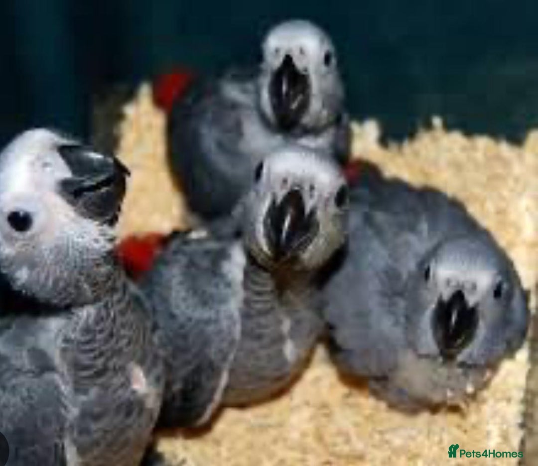 Parrots birds for sale: 12w Hand reared Congo African grey parrot babies  - Advert 7