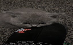 British Shorthair cats for sale: British short hair  - Image 16