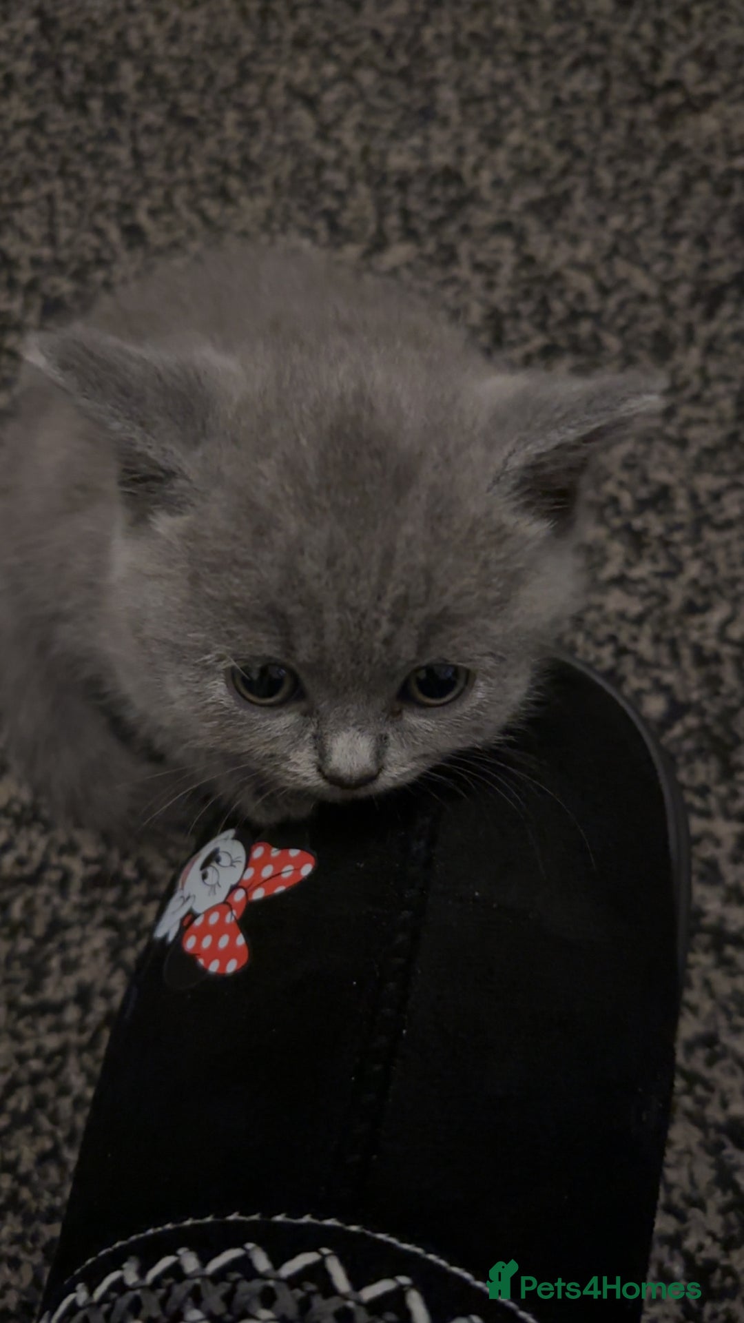 British Shorthair cats for sale: British short hair  - Image 16