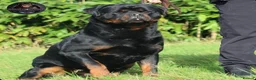Rottweiler dogs for sale: Beautiful Male Rottweiler Now Available  - Advert 4