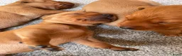 Labrador Retriever dogs for sale: Dark Fox Red Labrador 1 MALE LEFT🏡 KC Registered - Advert 22