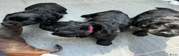 Cocker Spaniel dogs for sale: KC Cocker Spaniel  in Camborne - Advert 4