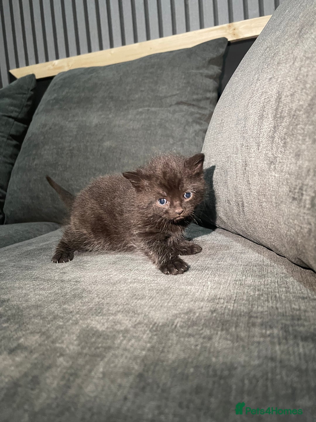 Mixed Breed cats for sale: Mixed British short haired kittens  - Advert 7