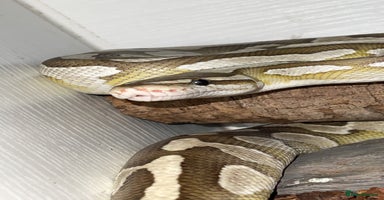Python Snake reptiles - Advert 5