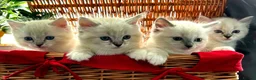 Ragdoll cats for sale: 👑Grand Champion Bloodlines Ragdoll Kittens👑 - Advert 17
