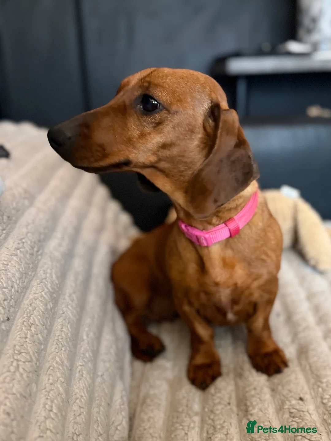 Miniature Dachshund dogs for sale: Adult female  - Advert 2