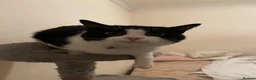 British Shorthair cats for sale: Ozzy  in South Shields - Advert 3